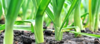 Il porro: come coltivare l'ingrediente per zuppe e vellutate invernali