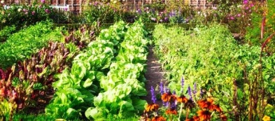 Orto a marzo: cosa fare e cosa trapiantare