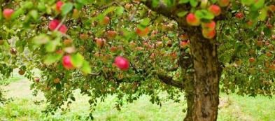 Come prenderti cura e trapiantare il tuo frutteto in questo periodo