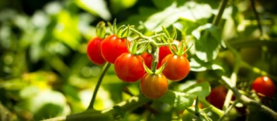 Trapiantare nell'orto: la giusta distanza fra le piantine di pomodoro