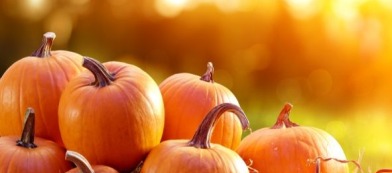 Ecco a te i segreti e le curiosità sulla coltivazione delle zucche