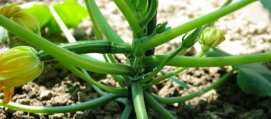 Coltivare zucchine in verticale, la soluzione per chi ha poco spazio nell'orto