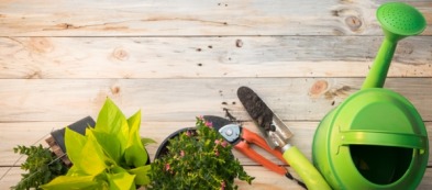 L'orto mese per mese: giugno