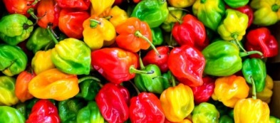 Il peperoncino: come si coltiva e come si conserva