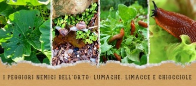 I rimedi migliori contro Lumache, Limacce e Chiocciole