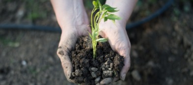 L'orto di Francesca: tra etica e risparmio