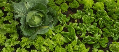 Tre consigli per coltivare l'orto estivo