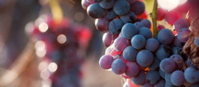 Uva fragola: qualche consiglio per coltivarla in casa