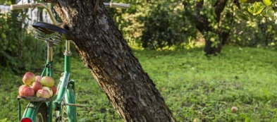 Coltivare i frutti antichi: tra riscoperta e memoria