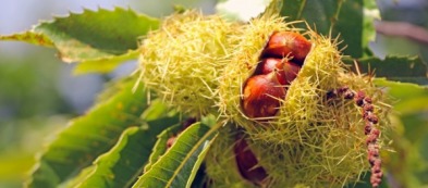 Il castagno: pianta da frutto autunnale per eccellenza
