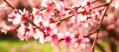 Albero di ciliegio: consigli per la coltivazione in giardino