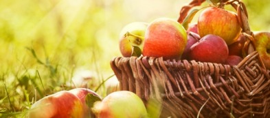 Raccoglitore di novembre: cosa coltivare nell'orto