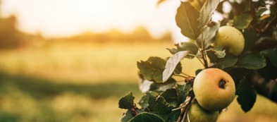 Coltivare il melo antico in casa