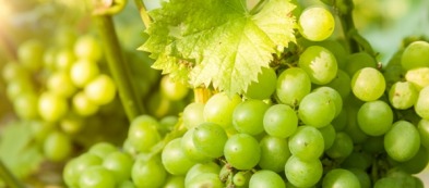 Coltivare uva Victoria in giardino: ecco qualche prezioso consiglio