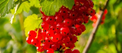 Coltivare il ribes rosso in vaso: bellezza e salute sul balcone