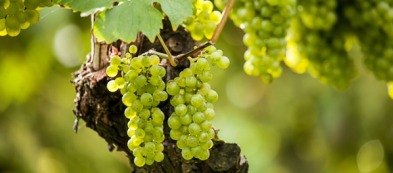 Uva da tavola Matilde: caratteristiche e coltivazione