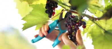 Come potare la vite da tavola?