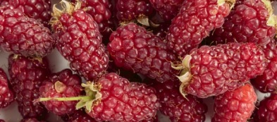 Mini guida: il lampone Tayberry. Coltivazione e proprietà