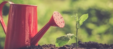 Piantine aromatiche: coltivarle in casa per consumarle al meglio