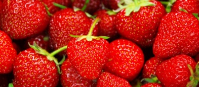 Fragole: come coltivarle in vaso o nell'orto